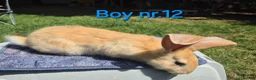 Continental Giant rabbits for sale: Pure Continental Giant Vaccinated  - Advert 23