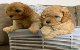 Cavapoo dogs for sale: Gorgeous Cavapoo Puppies *Due 15th October* - Image 4