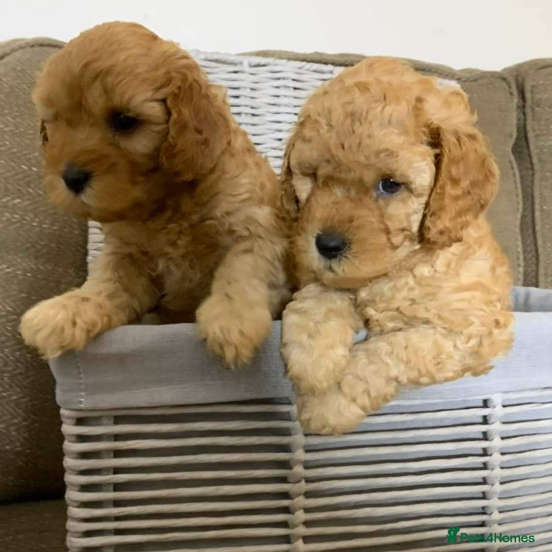 Cavapoo dogs for sale: Gorgeous Cavapoo Puppies *Due 15th October* - Image 4