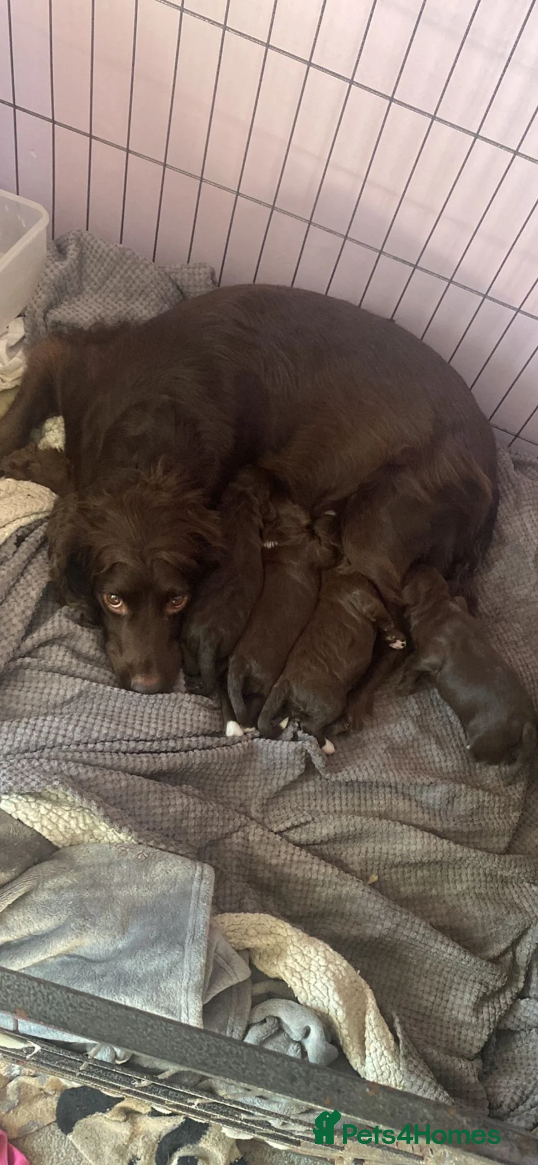 Cockapoo dogs for sale: Beautiful F1 Cockerpoo Puppies 👑 - Advert 12
