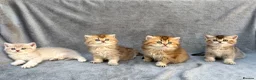 British Longhair cats for sale: Pedigree British longhair golden chocolate lilac - Advert 13