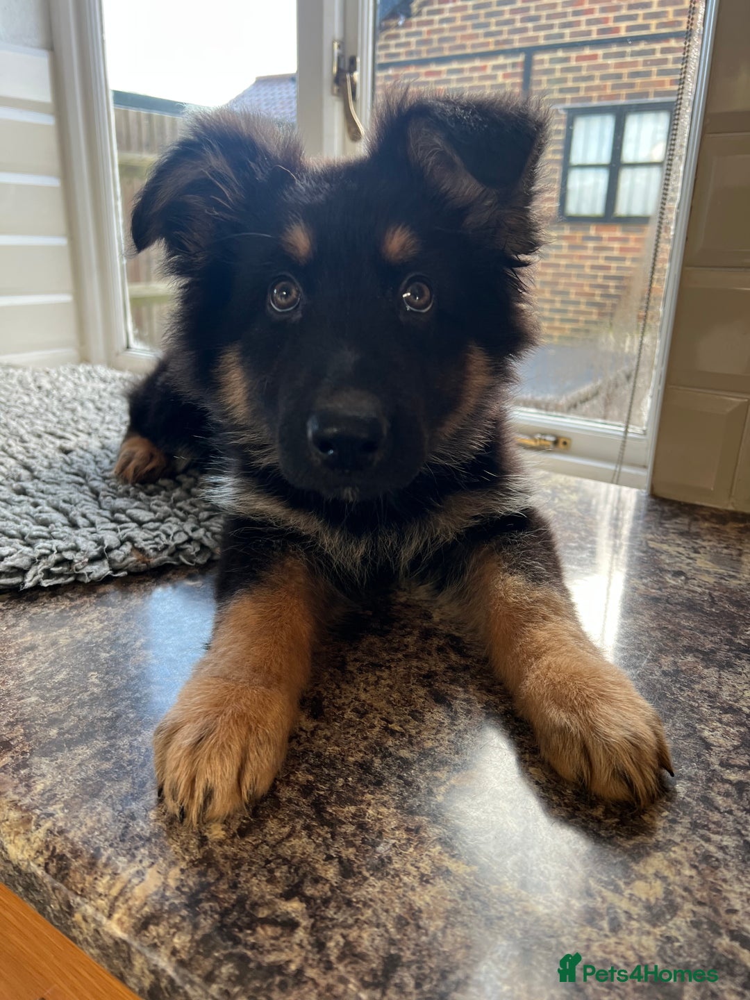 German Shepherd dogs for sale: Outstanding litter KC Reg German Shepherd puppies - Advert 3