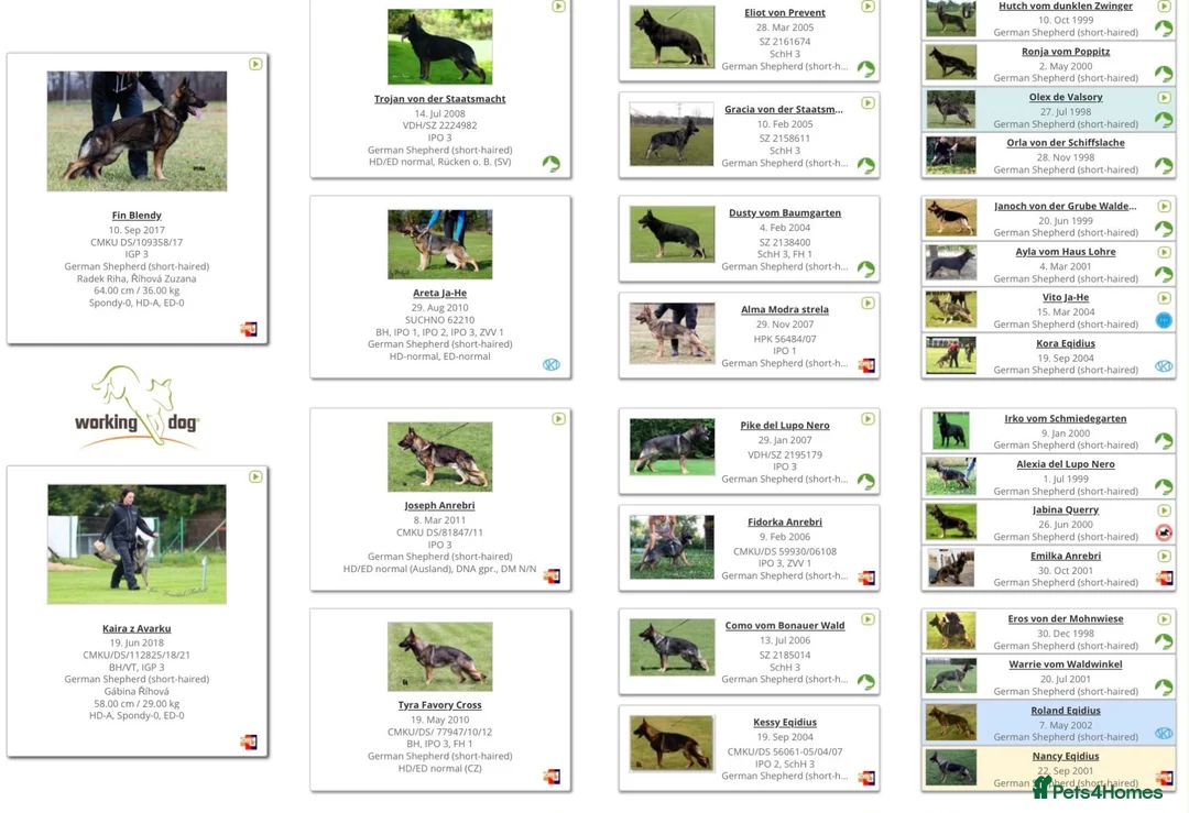 German Shepherd dogs for sale: Czech import super pedigree health tested female - Advert 6