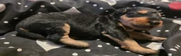 Airedale Terrier dogs for sale: KC Registered Airedale terrier puppies in Kettering - Advert 4