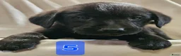 Labrador Retriever dogs for sale: Beautiful Black & Golden Labrador Puppies  - Advert 15