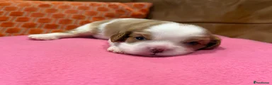 Cavalier King Charles Spaniel 1