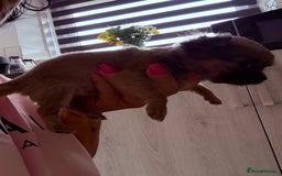 Chug dogs for sale: Teacup female long coat  - Image 6