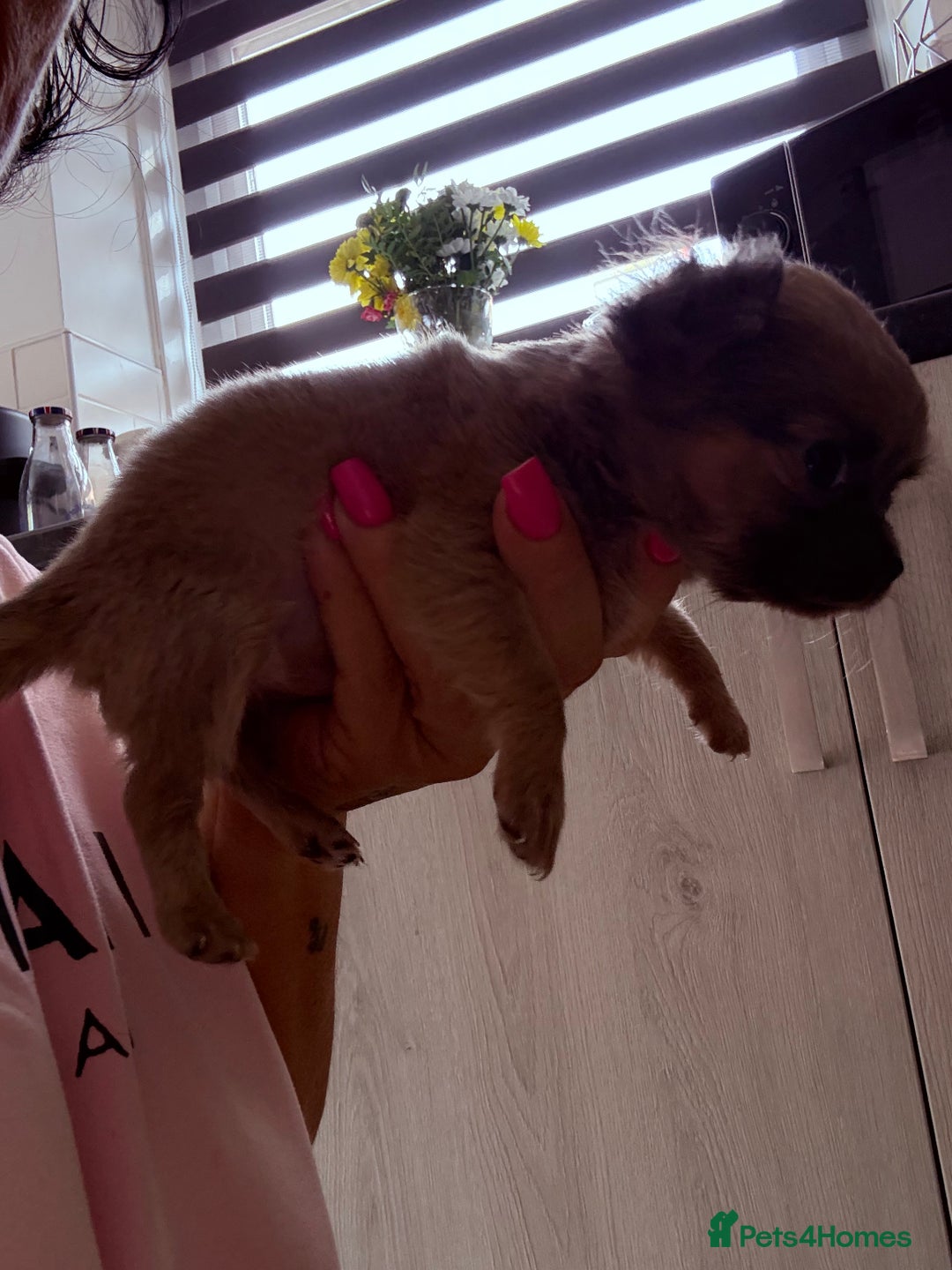 Chug dogs for sale: Teacup female long coat  - Image 6