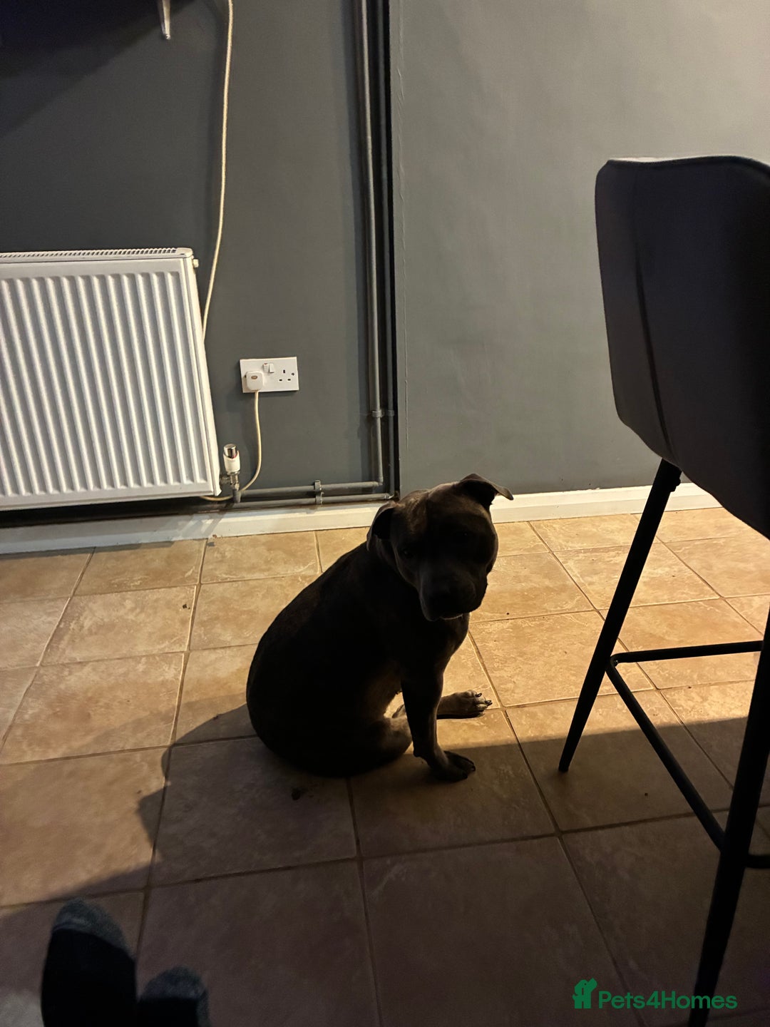 Staffordshire Bull Terrier dogs for stud: Bell Bell - Advert 2