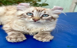 Keetso cats for sale: Stunning polydactyl longhaired snow leopard Keetso - Image 14