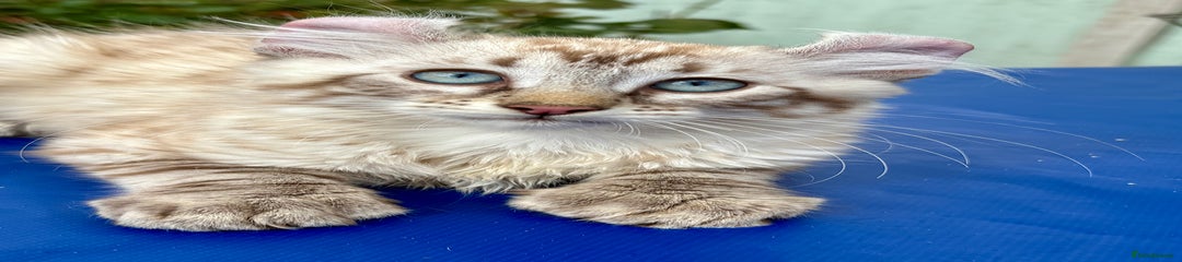 Keetso Kitten 1