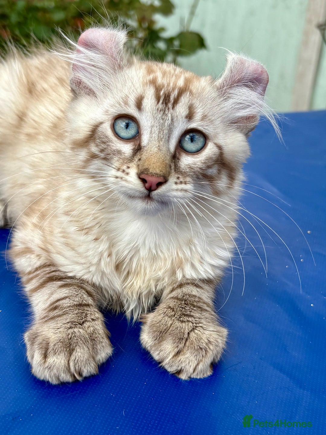 Keetso cats for sale: Stunning polydactyl longhaired snow leopard Keetso - Image 14