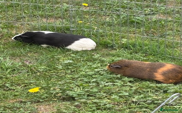 Guinea Pig rodents - Advert 13