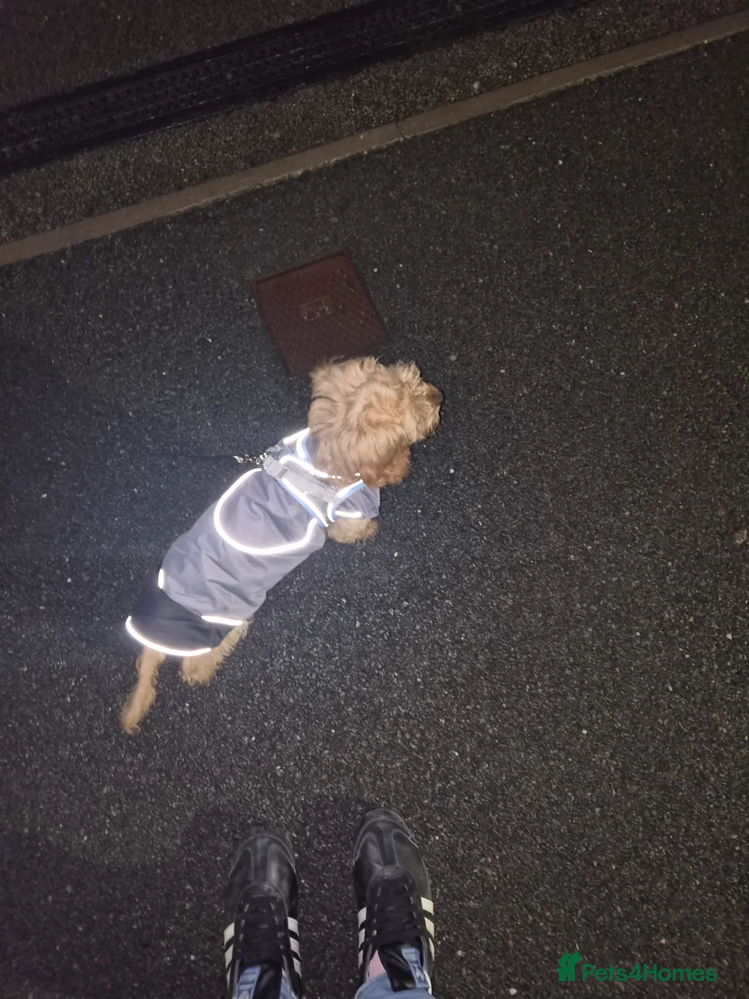 Cockapoo dogs for sale: SALE ON HOLD / RETHINKING Cockapoo puppy ,  - Advert 3