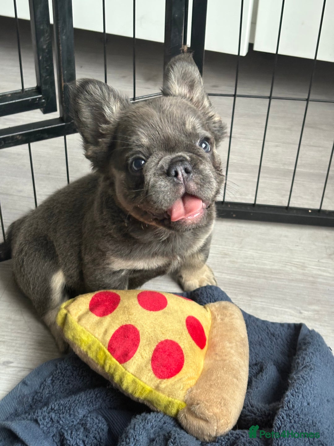 French Bulldog dogs for sale: Beautiful French bulldog girls (ready now) - Image 23