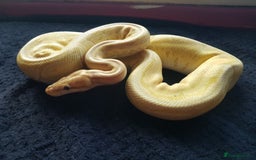 Python Snake reptiles for sale: Banana Pinstripe Ball Python + Enclosure - Image 1