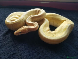 Python Snake reptiles - Advert 14