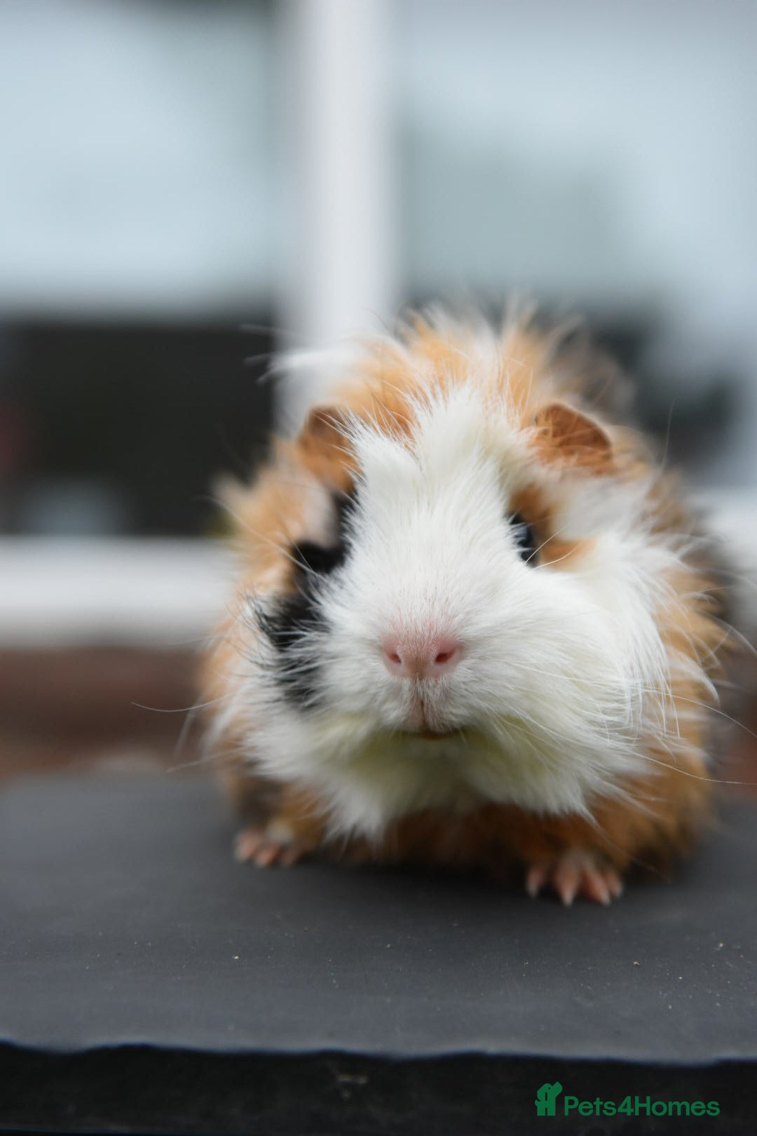Guinea Pig rodents for sale: 9 Month Old Male Guinea Pigs Looking For Homes in Wigan - Image 10