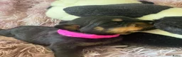 Rottweiler dogs for sale: Stunning litter of Rottweiler babies  - Advert 18