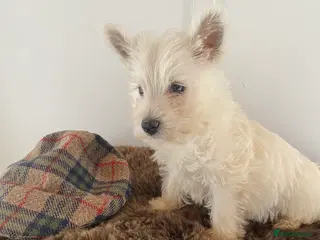 West Highland Terrier dogs West highland terrier - Advert 8