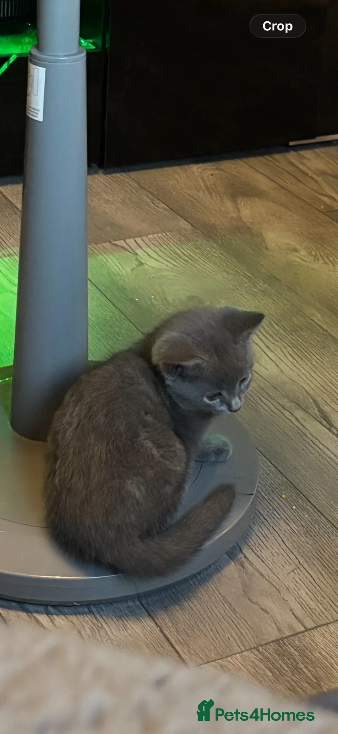 Mixed Breed cats for sale: 2 grey boys left - Advert 9
