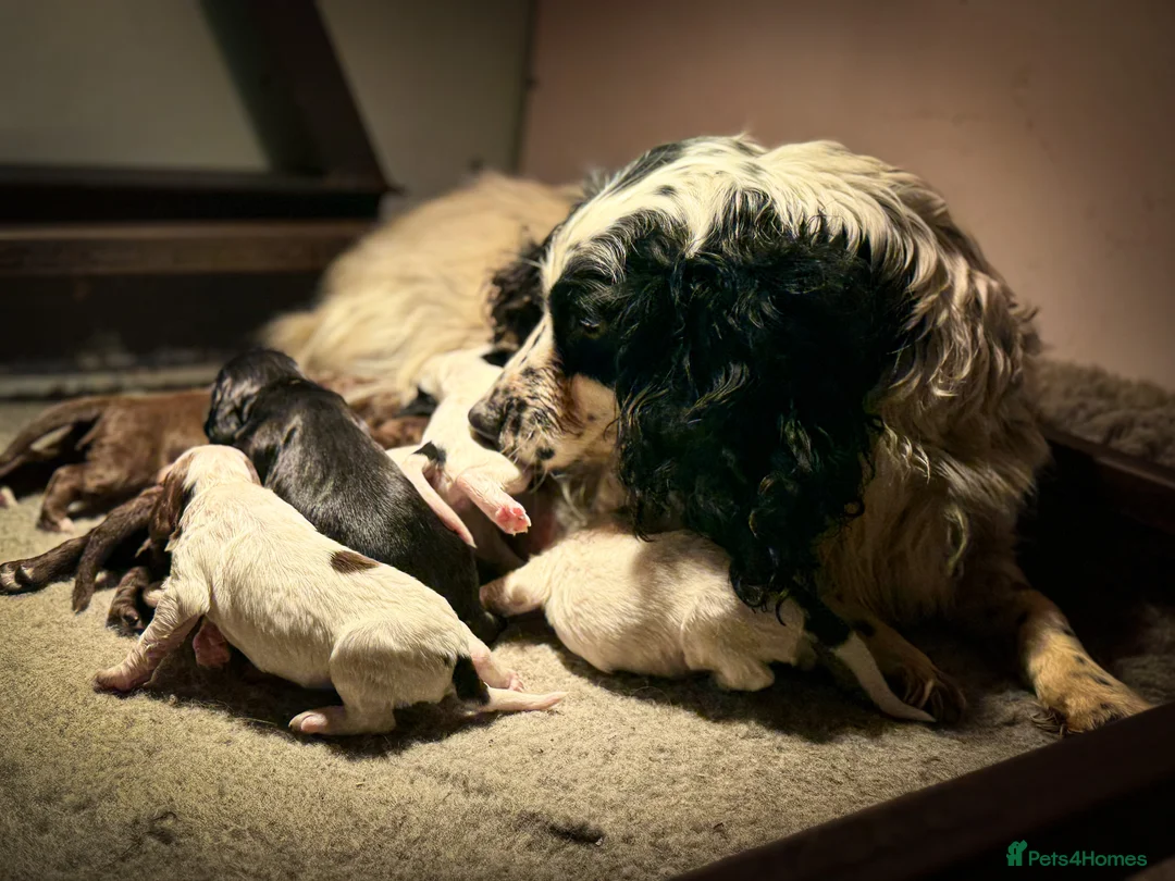 Cocker Spaniel dogs for sale: Beautiful Soft Natured Cocker Spaniels KC Reg - Advert 4