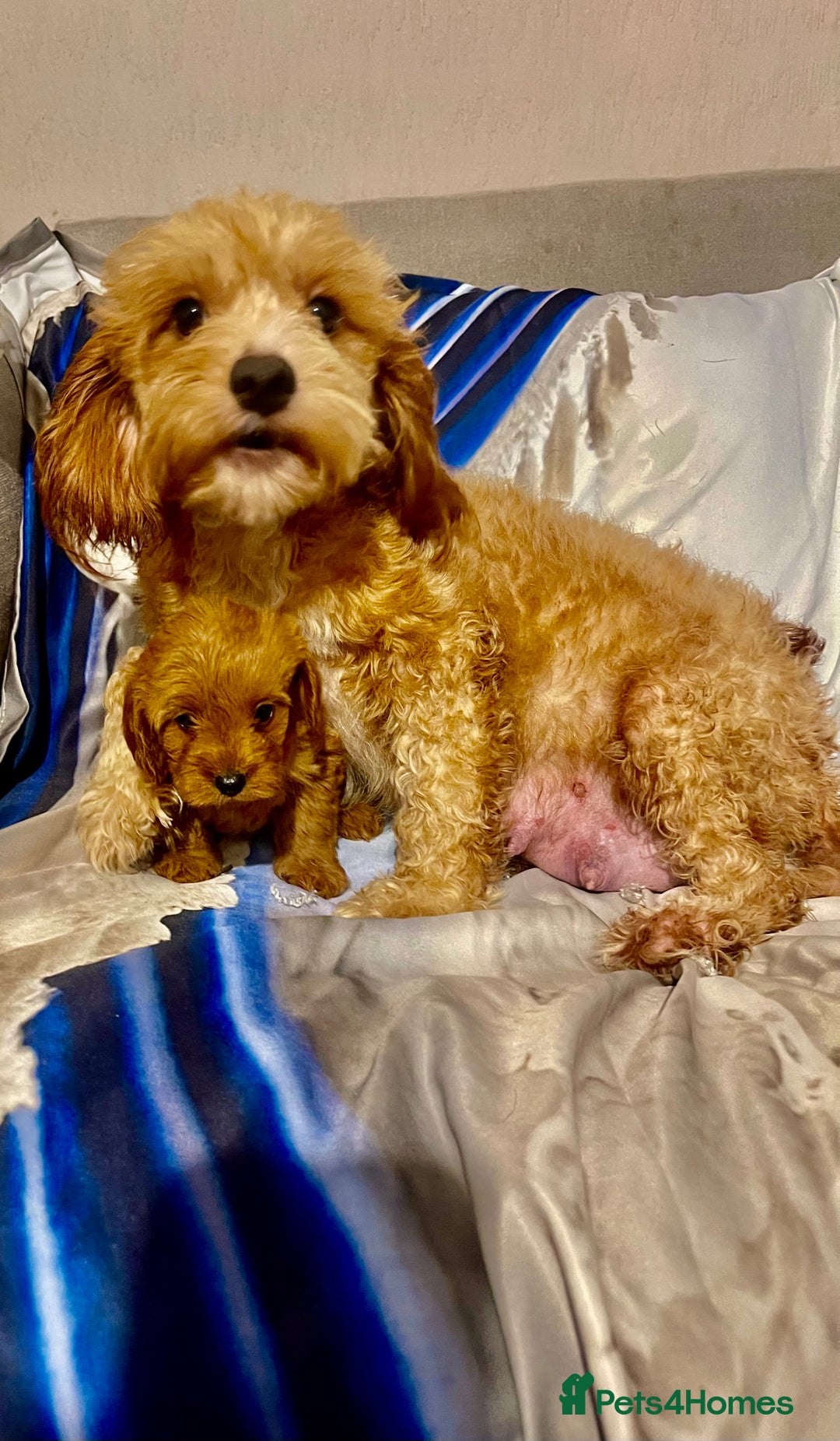 Cavapoo dogs for sale: Red cavapoo’s - Image 10