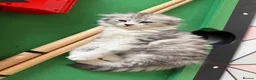 Persian cats for sale: Persian grey/scottishfold kittens  in Blackwood - Advert 7
