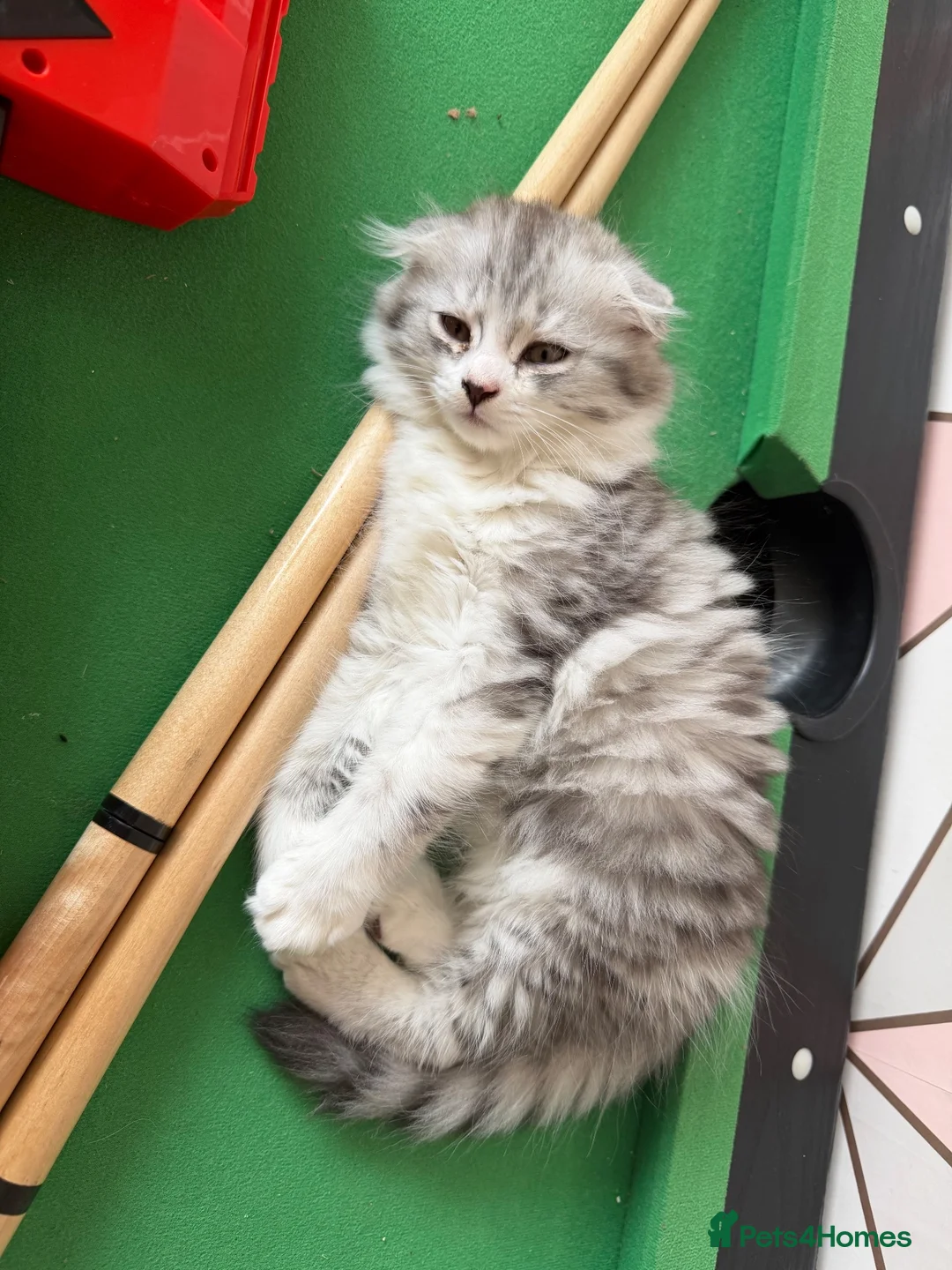 Persian cats for sale: Persian grey/scottishfold kittens  in Blackwood - Advert 7
