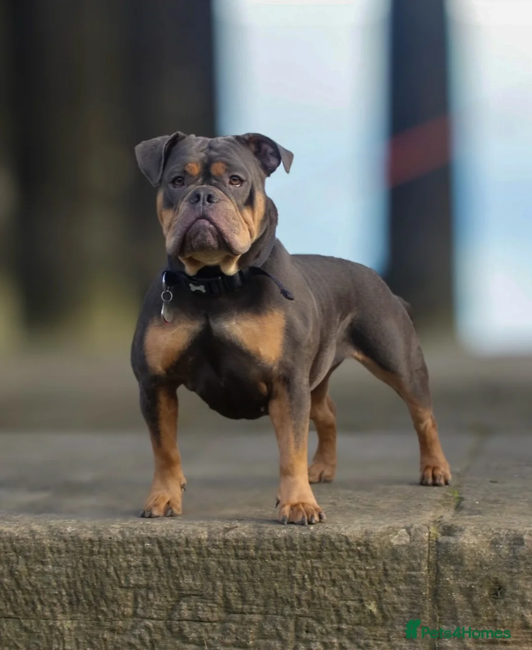 Gallery Image {{count}}