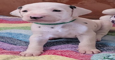 Dalmatian dogs Beautiful KC registered Dalmatian puppies - Advert 3