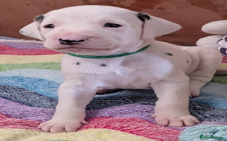 Dalmatian dogs KC registered Dalmatian puppies - Advert 10