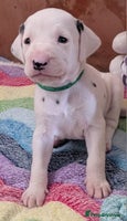 Dalmatian dogs Beautiful KC registered Dalmatian puppies - Advert 4