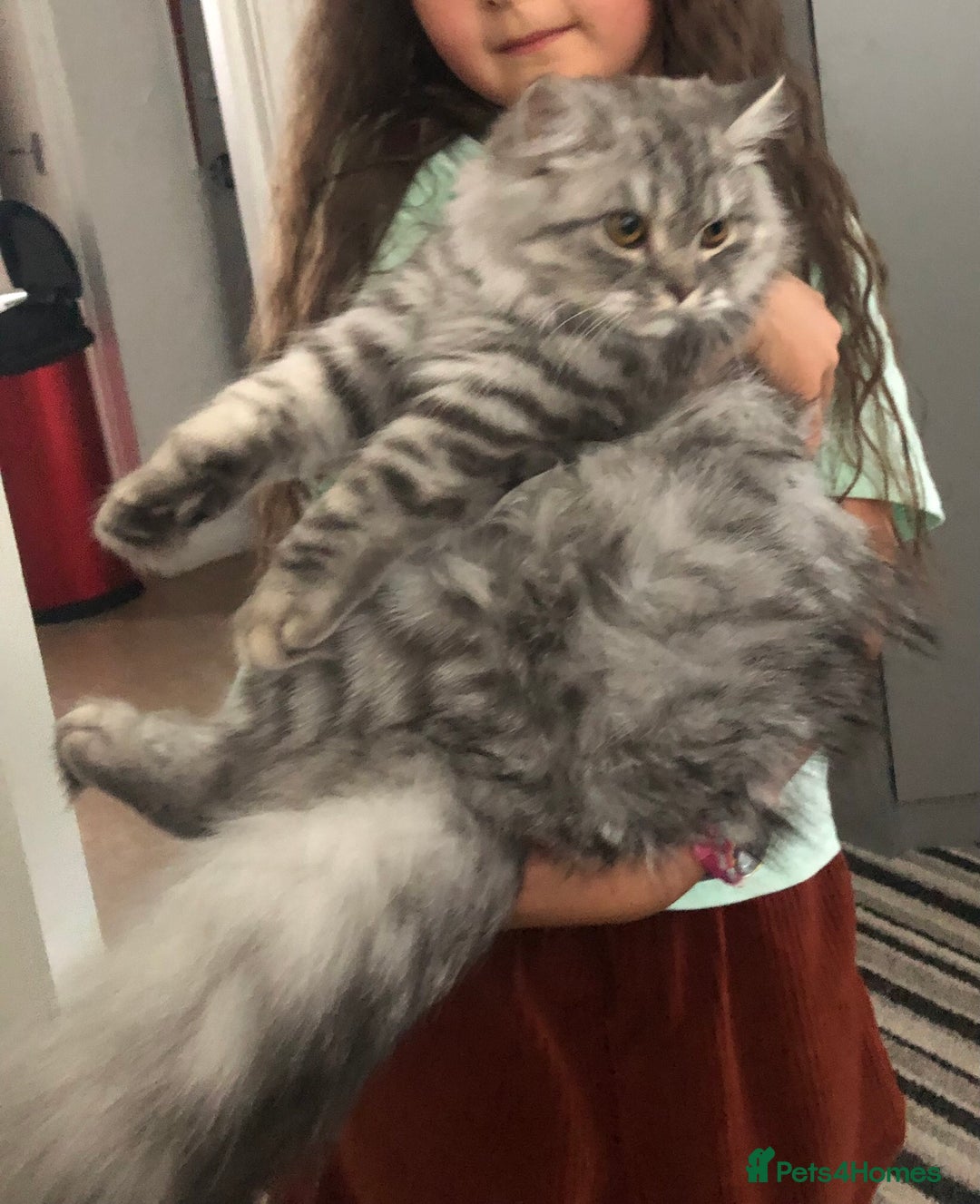 British Longhair cats for sale: Ready to go amazing kitties  - Advert 20