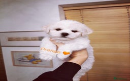 Bichon Frise dogs for sale: 🐶 Pure Bichon Frise Puppies for Sale! 🐶 - Image 5