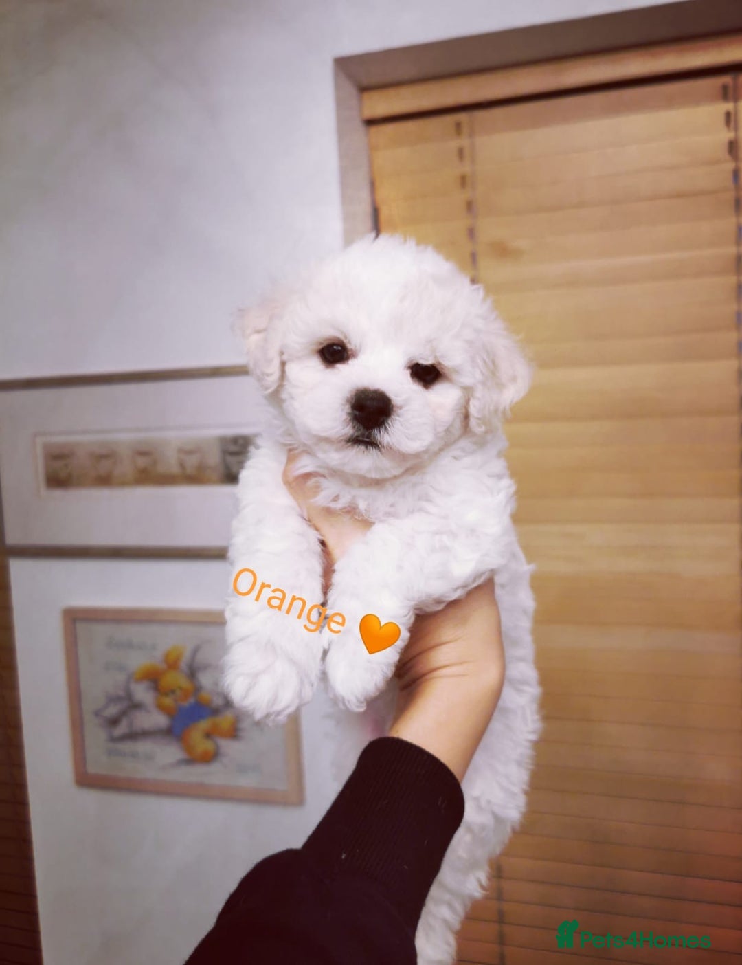 Bichon Frise dogs for sale: 🐶 Pure Bichon Frise Puppies for Sale! 🐶 - Image 5