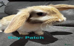 Mini Lop rabbits for sale: Gorgeous Bucks available  - Image 12