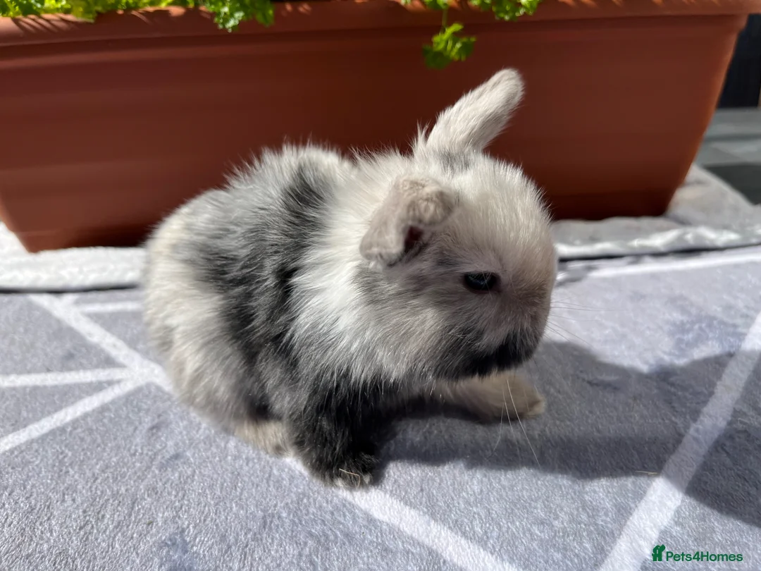 Mini Lop rabbits for sale: Pure bred Mini lops - Advert 2