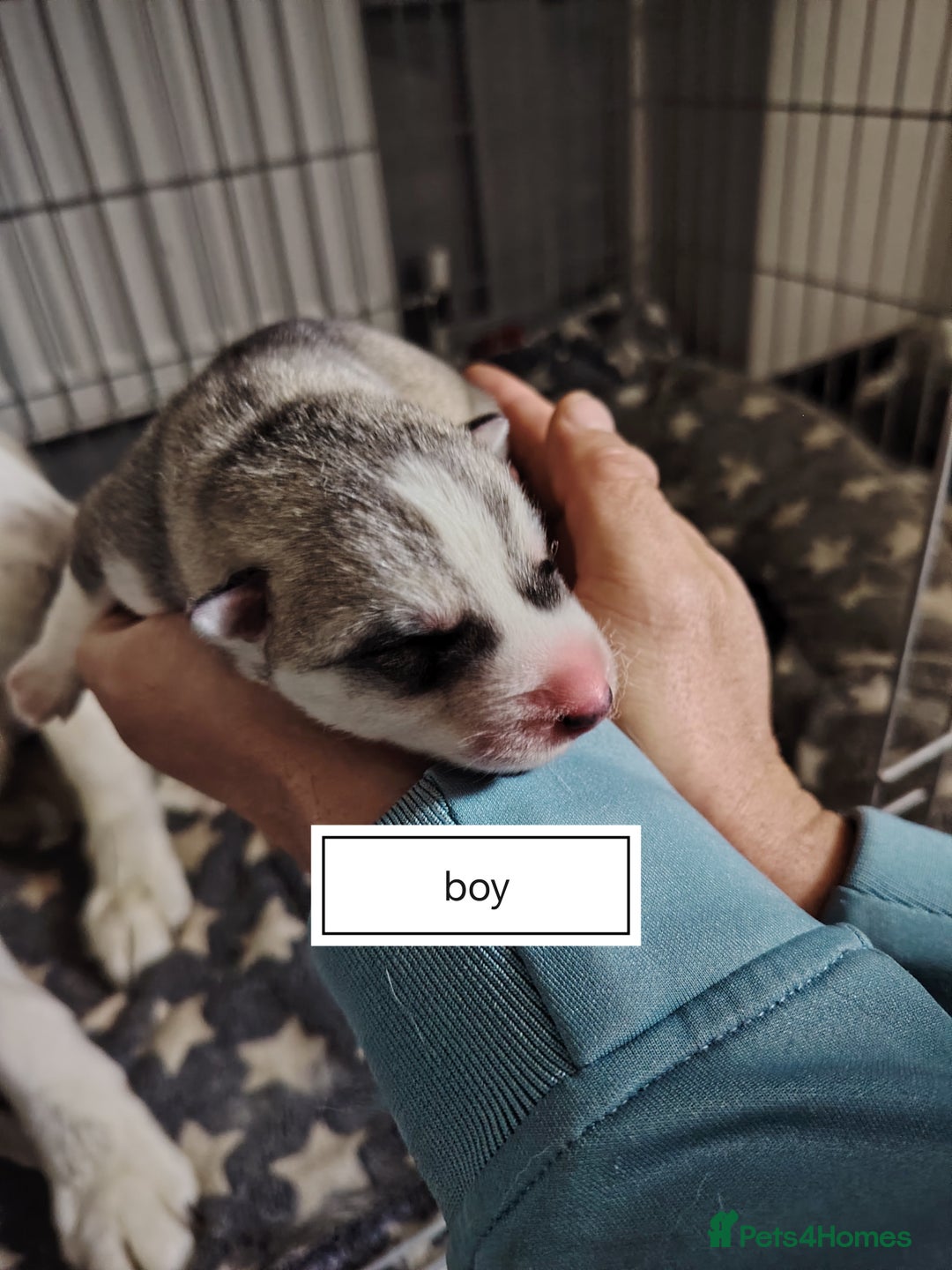 Siberian Husky dogs for sale: Siberian huskys puppys - Image 5