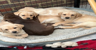 Labrador Retriever dogs - Advert 7