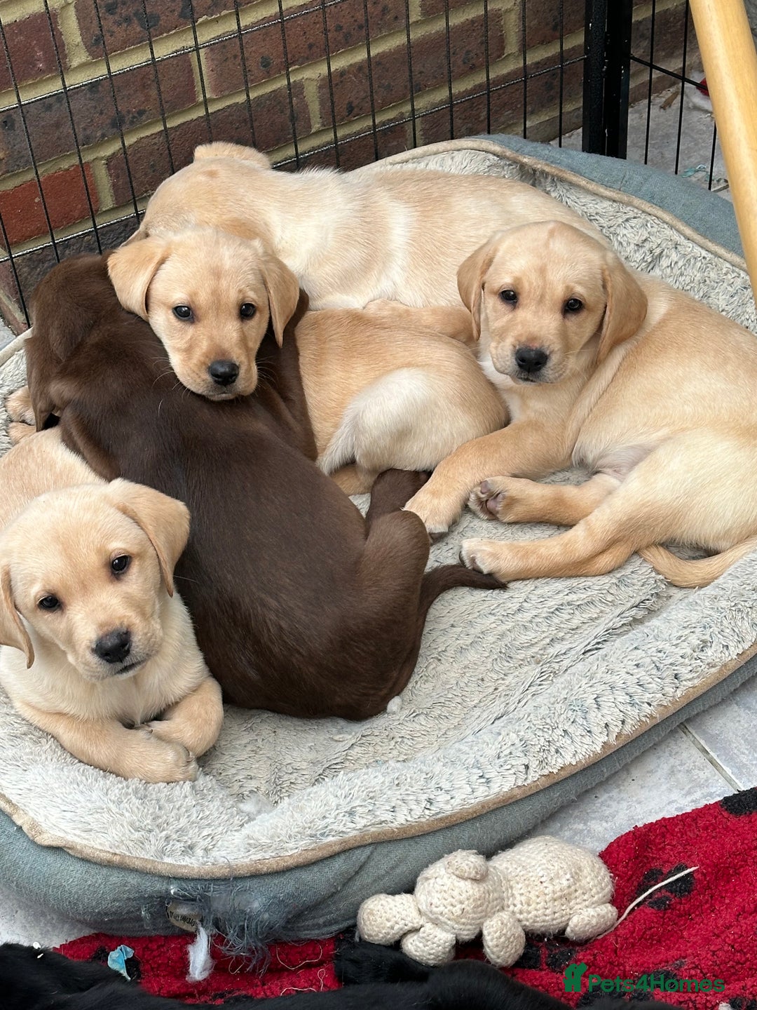 Labrador Retriever dogs for sale: Labrador puppies - Image 2