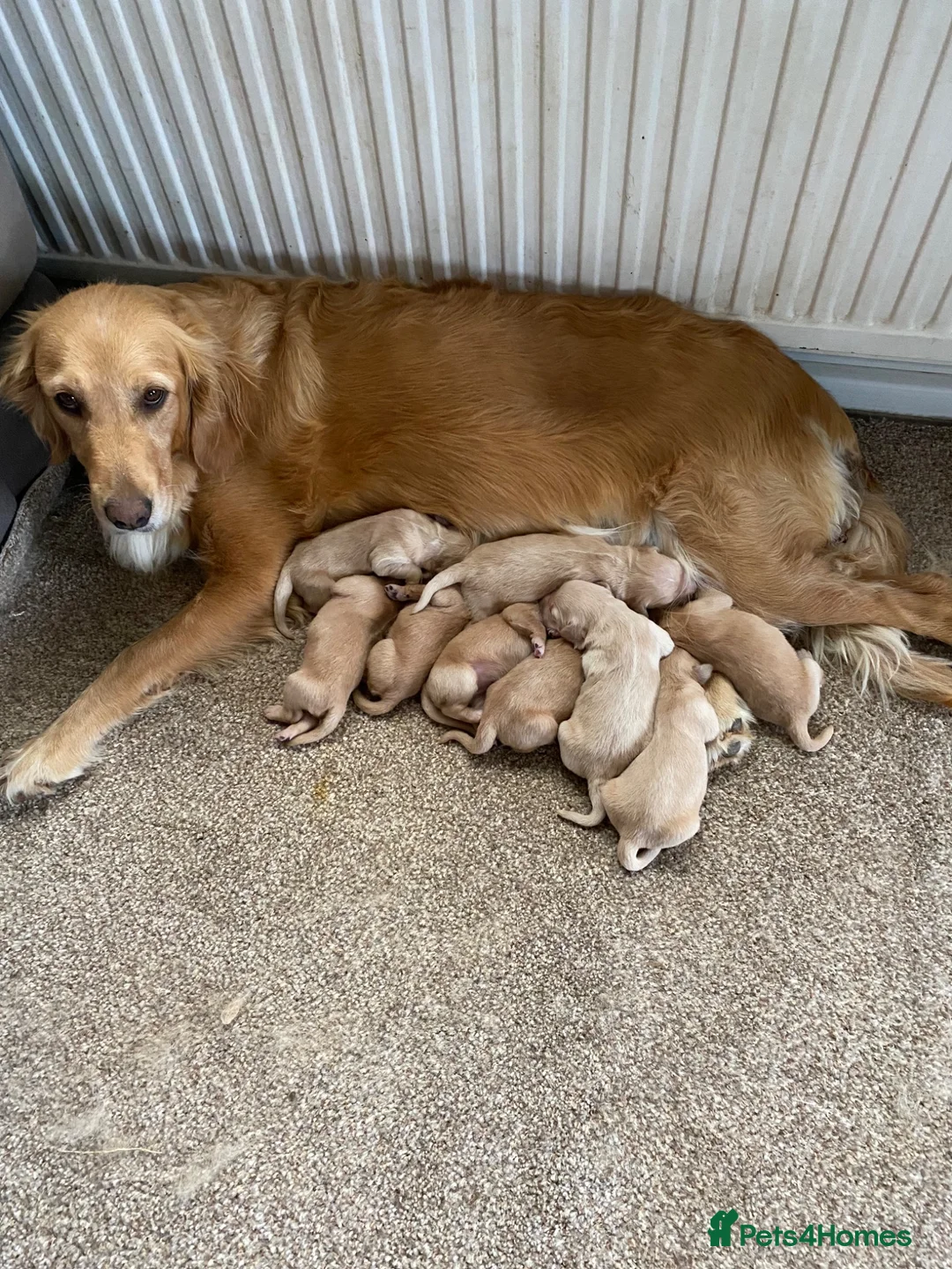 Golden Retriever dogs for sale: Ready for their new homes - Advert 14