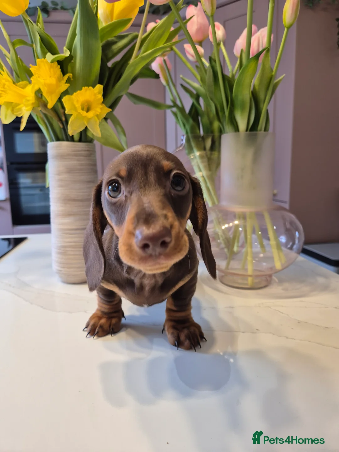 Miniature Dachshund dogs for sale: Adorable KC Pedigree Miniature Dachshund Puppies - Advert 1