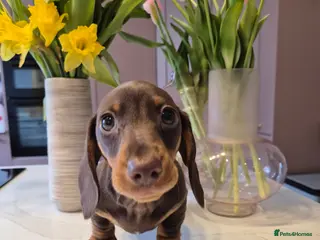 Miniature Dachshund dogs Adorable KC Pedigree Miniature Dachshund Puppies - Advert 2