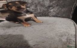 Jack Russell dogs for sale: Jack Russell pups  - Image 10