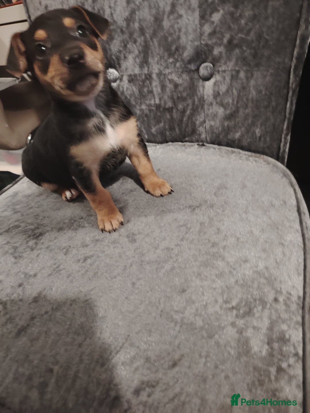 Jack Russell dogs for sale: Jack Russell pups  - Image 10