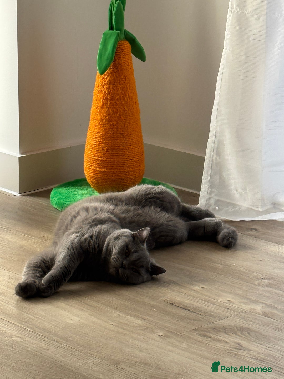 British Shorthair cats for sale: British Shorthair Male Cat – 1 Year Old – For Sale - Image 2
