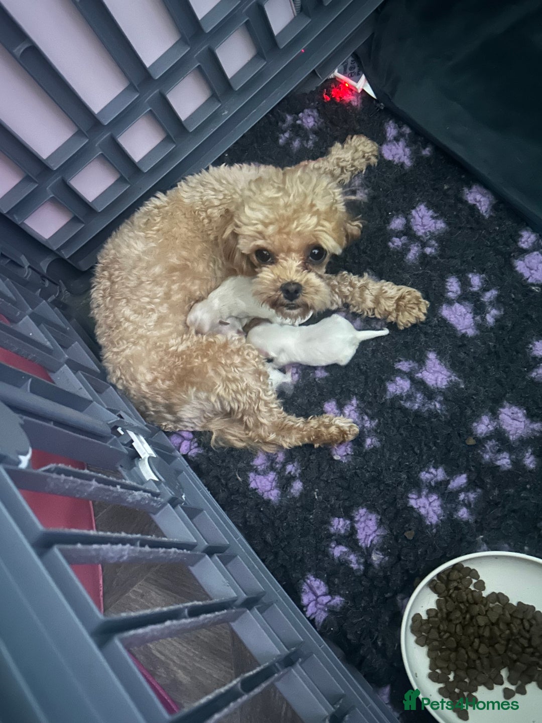 Maltipoo dogs for sale: Luxury Korean F1b maltipoos 😍🐶🐾 - Image 25