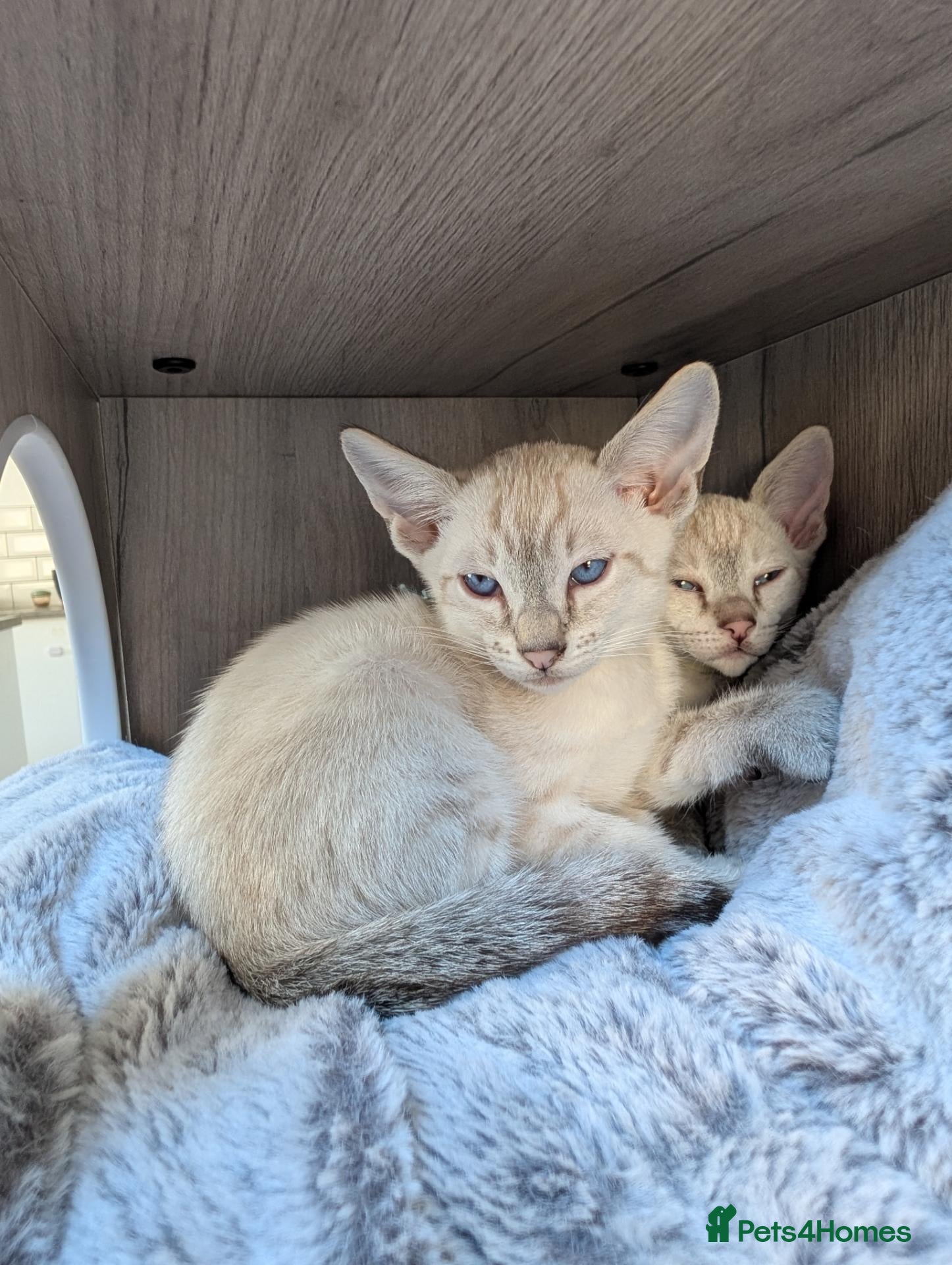 Bengal cats BENAMESE cubs ☁️🩷🩵 - Advert 3
