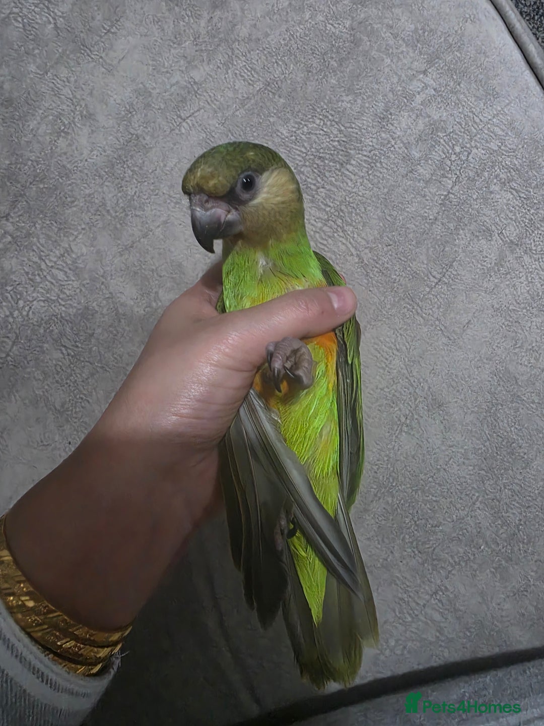 Parrots birds for sale: Senegal parrot - Advert 1